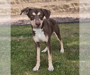 Twix - Male Labrador Retriever-Unknown Mix Dog for Adoption - Photo #2