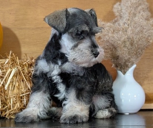 Medium Photo #10 Schnauzer (Miniature) Puppy For Sale in GOSHEN, IN, USA
