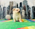 Puppy Puppy 2 Pomeranian