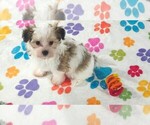 Bandit - Male Papitese Puppy for Sale - Photo #9