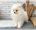 Small Photo #9 Pomeranian Puppy For Sale in CHICAGO, IL, USA