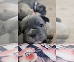 Small #12 French Bulldog