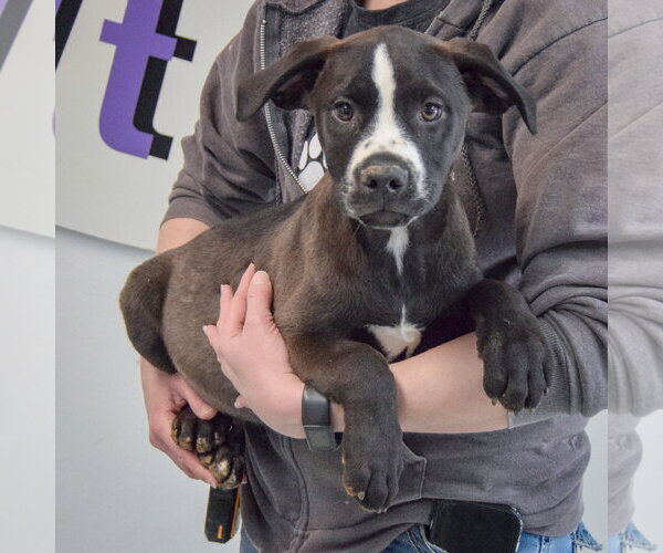 Medium Photo #3 American Staffordshire Terrier-Unknown Mix Puppy For Sale in Huntley, IL, USA