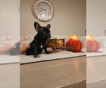 Puppy 4 French Bulldog