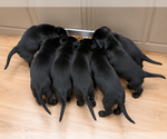Small #3 Labrador Retriever Mix