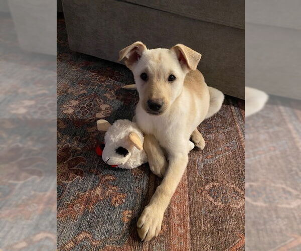 Medium Photo #1 Mutt Puppy For Sale in Springdale, PA, USA