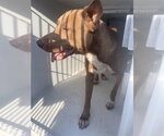 A663683 - Male Mutt Dog for Adoption - Small photo