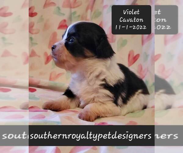 Medium Photo #1 Cavaton Puppy For Sale in LEBANON, TN, USA
