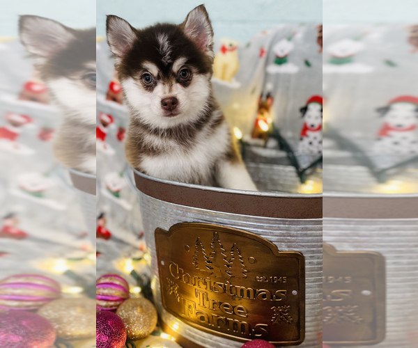 Medium Photo #3 Pomsky Puppy For Sale in CINCINNATI, OH, USA