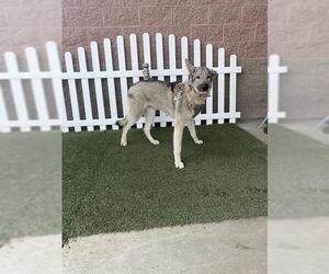 German Shepherd Dog-Unknown Mix Dogs for adoption in Modesto, CA, USA