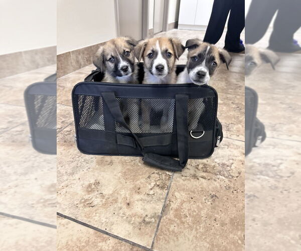 Medium Photo #3 Labrador Retriever Puppy For Sale in Brewster, NY, USA