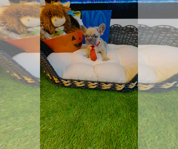 Medium Photo #4 French Bulldog Puppy For Sale in ATHENS, GA, USA