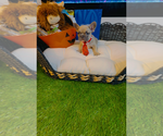 Dior - Male French Bulldog Puppy for Sale - Photo #4