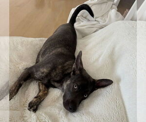 Bella - Female Mutt Dog for Adoption - Photo #2