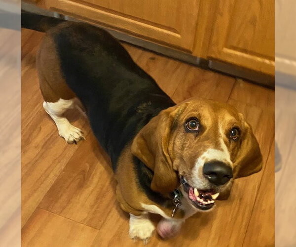 Medium Photo #1 Basset Hound Puppy For Sale in Petaluma, CA, USA