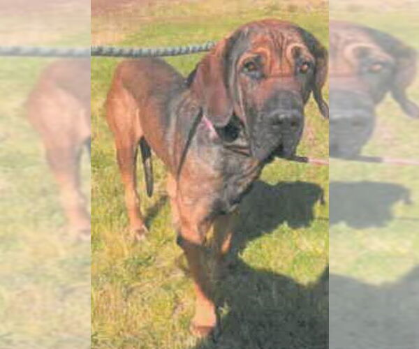 Medium Photo #2 Brazilian Mastiff Puppy For Sale in Jasper, AL, USA