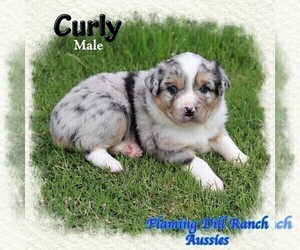 Miniature Australian Shepherd Puppy for sale in FORESTBURG, TX, USA