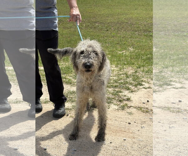 Medium Photo #2 Labradoodle Puppy For Sale in Rockaway, NJ, USA