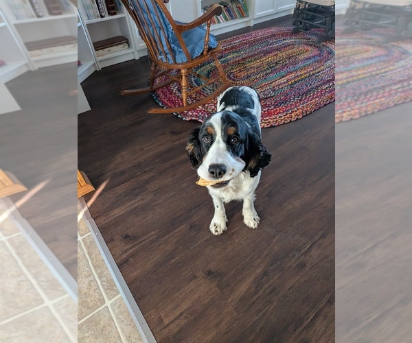 Medium Photo #4 English Springer Spaniel Puppy For Sale in MULKEYTOWN, IL, USA
