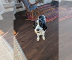Small #3 English Springer Spaniel