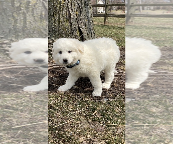 Medium Photo #2 Great Pyrenees Puppy For Sale in CANOGA, NY, USA