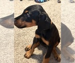 Small #1 Doberman Pinscher