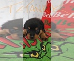Small #3 Rottweiler