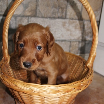 Medium Photo #9 Irish Setter Puppy For Sale in BEARTOWN, PA, USA