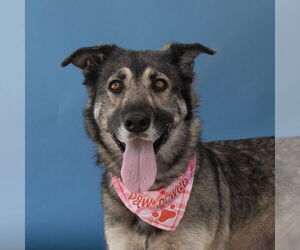 German Shepherd Dog-Unknown Mix Dogs for adoption in Pasadena, CA, USA