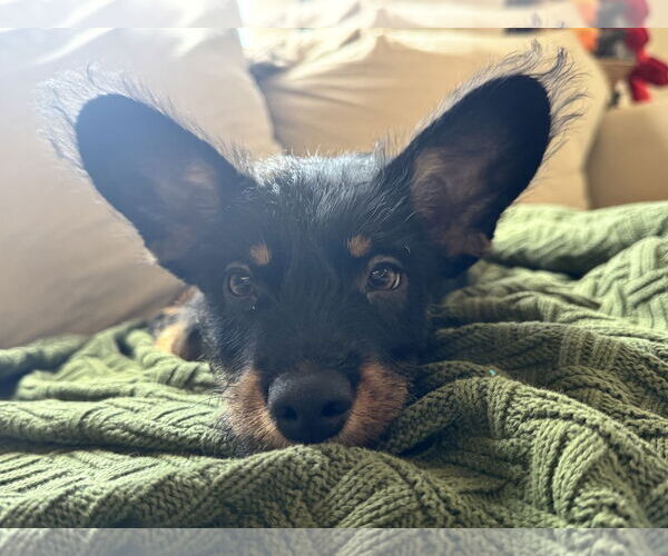 Medium Photo #4 Australian Kelpie Puppy For Sale in Queen Creek, AZ, USA