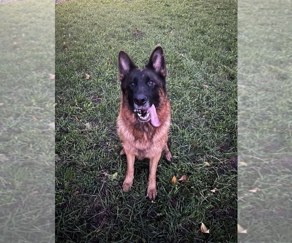 Medium Photo #1 German Shepherd Dog Puppy For Sale in MINNETONKA, MN, USA