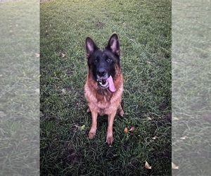 Mother of the German Shepherd Dog puppies born on 10/06/2025