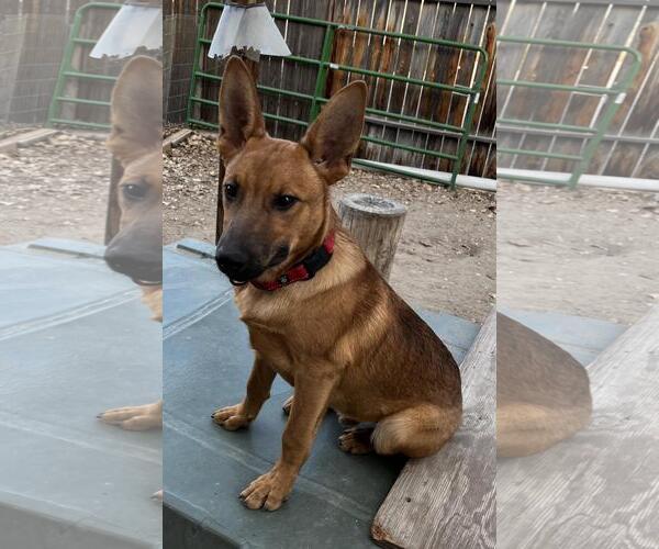 Medium Photo #1 Mutt Puppy For Sale in Incline Village, NV, USA