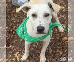 Small #3 Labrador Retriever Mix