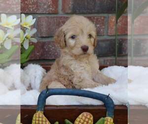 Goldendoodle Puppy for sale in FAIR GROVE, MO, USA