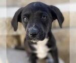 Small #14 Labrador Retriever Mix