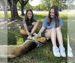 Small #5 Shiba Inu-Siberian Husky Mix