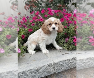 Cocker Spaniel Puppy for sale in CANOGA, NY, USA