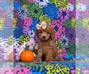 Miniature Labradoodle Puppy for sale in NOTTINGHAM, PA, USA