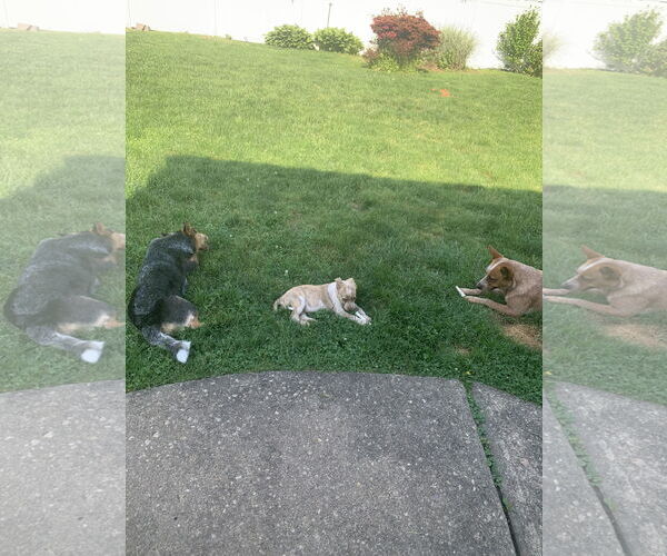 Medium Photo #9 Mutt Puppy For Sale in Garden City, NY, USA