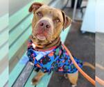 Small #4 American Pit Bull Terrier