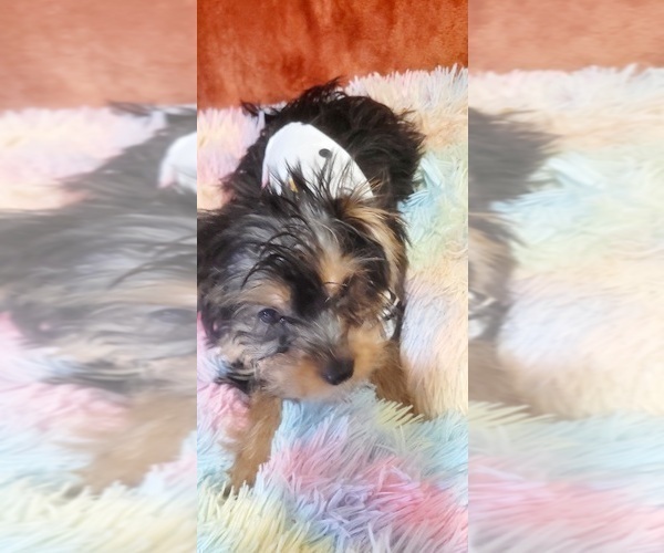 Medium Photo #52 Yorkshire Terrier Puppy For Sale in AKRON, OH, USA