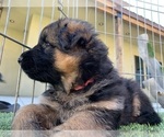 Small #12 German Shepherd Dog