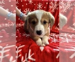 Puppy Ziggy Pembroke Welsh Corgi
