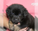Small #1 Mutt