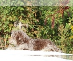 Small #30 ShihPoo