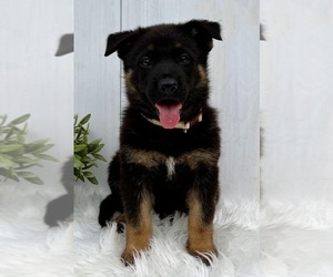 German Shepherd Dog Puppy for sale in BLOOMFIELD HILLS, MI, USA