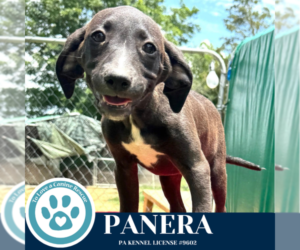 Medium Photo #1 Labrador Retriever-Unknown Mix Puppy For Sale in Kimberton, PA, USA