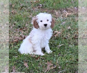 Cavapoo Puppy for sale in BARNESVILLE, KS, USA