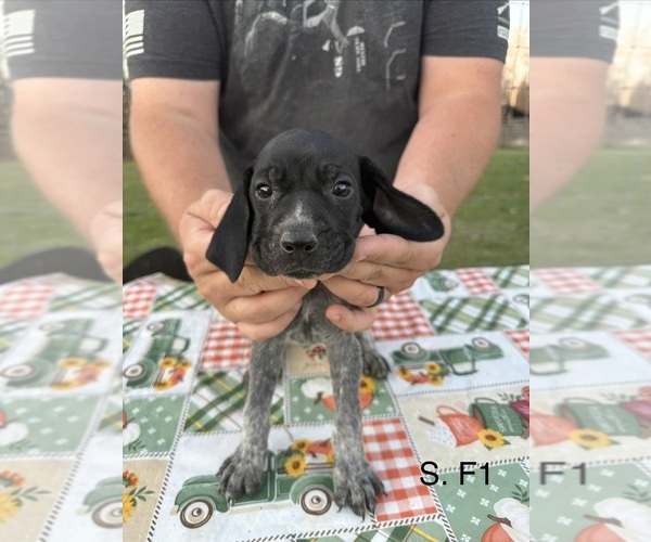 Medium Photo #5 German Shorthaired Pointer Puppy For Sale in ARGONNE, WI, USA